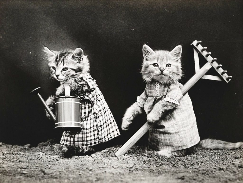 Chats déguisés